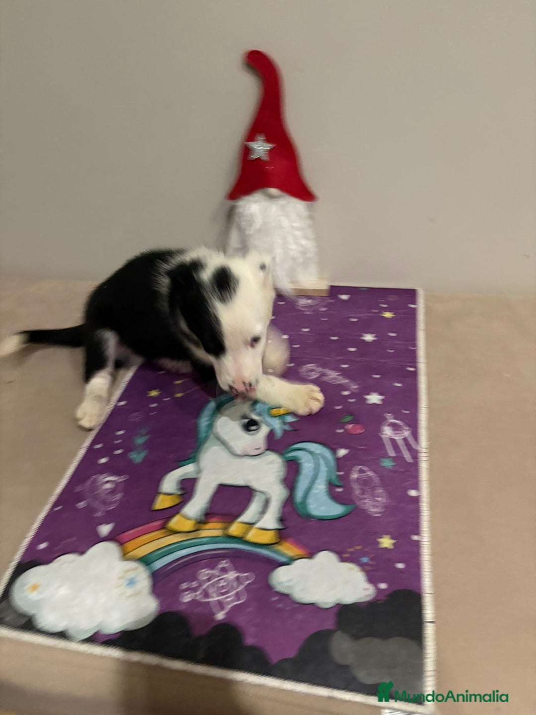 Border Collie perros en venta: Border collie  - Imagen 9