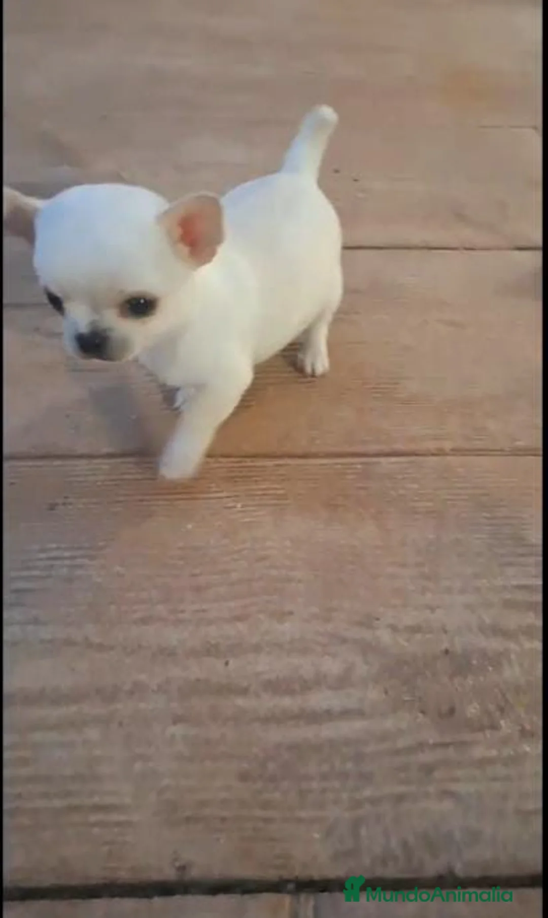 Chihuahua perros en venta: PECIOSOS CHIHUAHUAS TOYS en Madrid - Anuncio 2