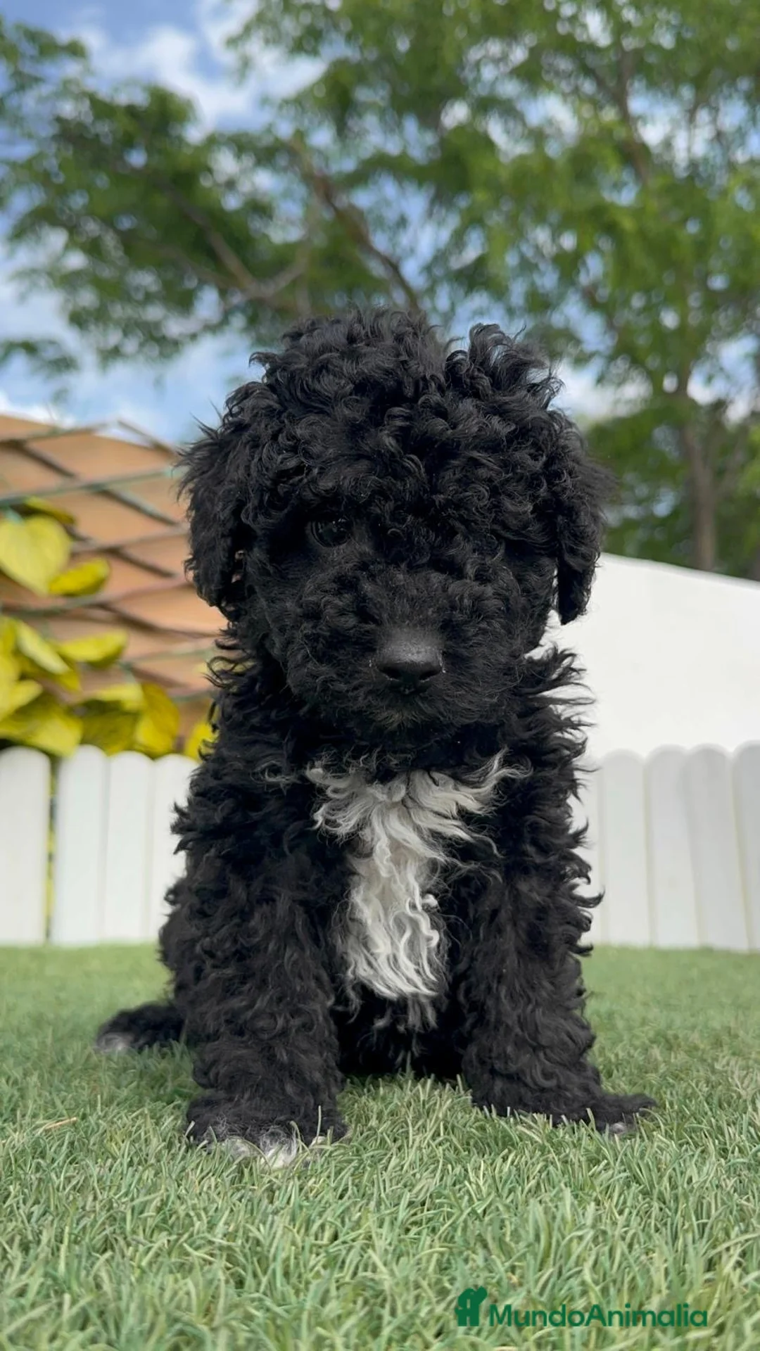 Perro de Agua Español perros en venta: PERRO DE AGUA  - Anuncio 1