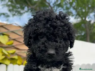 Perro de Agua Español perros PERRO DE AGUA - Anuncio 17