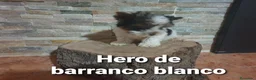 Biewer Yorkshire Terrier a la Pom Pon perros en venta: Biewer con pedigree de la mejor calidad - Anuncio 23