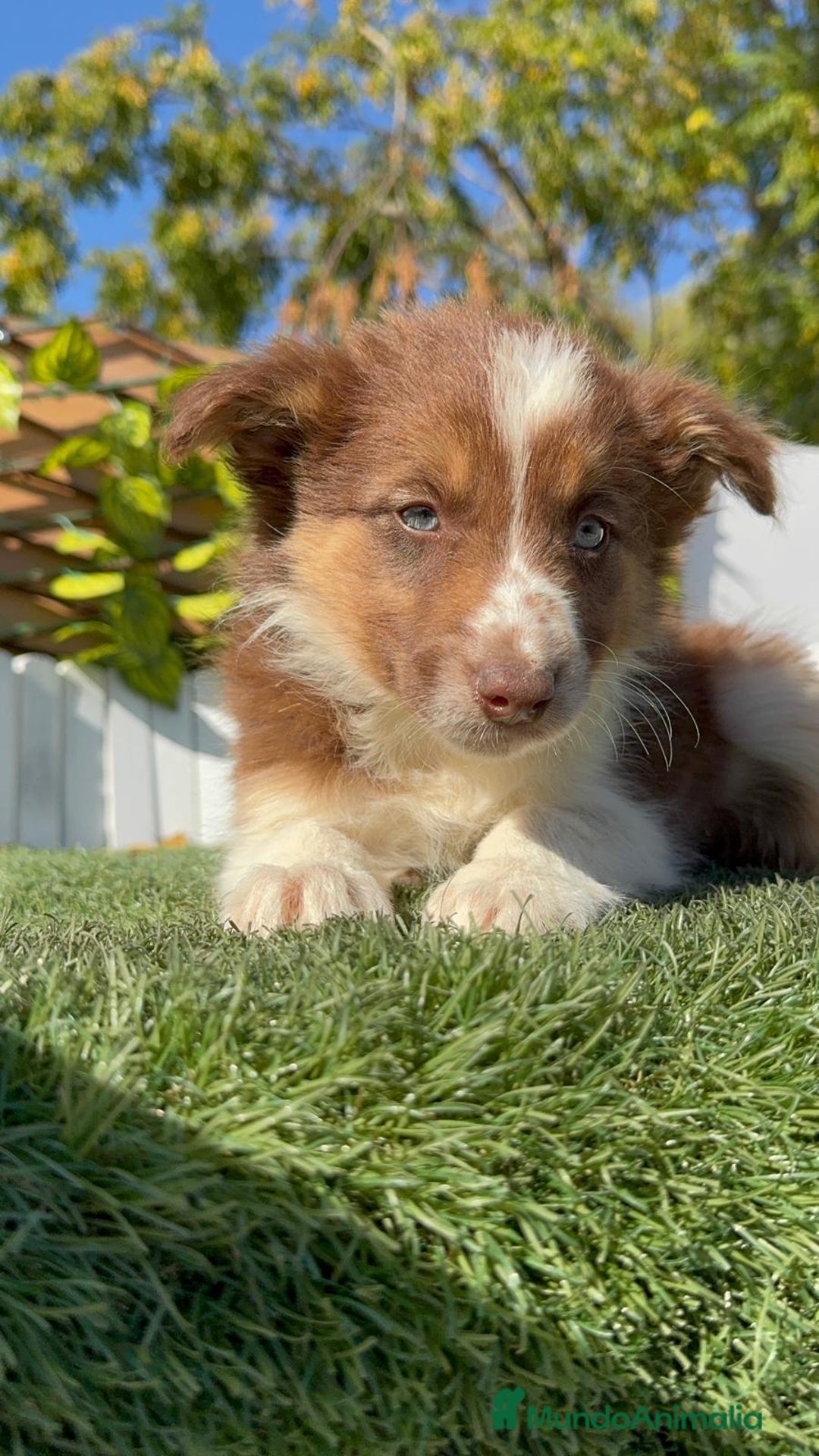 Border Collie perros en venta: BORDER COLLIE HEMBRA - Anuncio 8