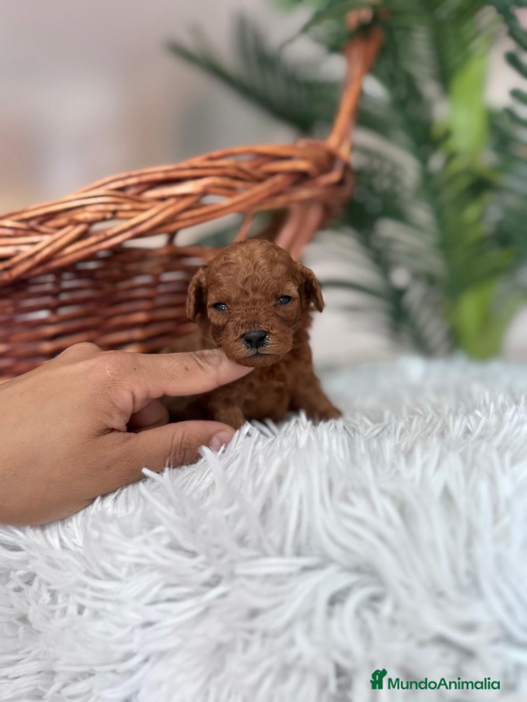 Caniche Toy perros en venta: CANICHE TOY ROJO - Anuncio 1