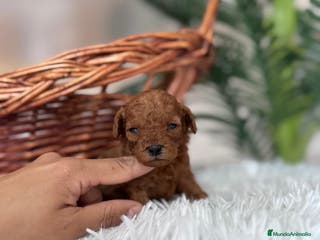 Caniche Toy perros CANICHE TOY ROJO - Anuncio 3