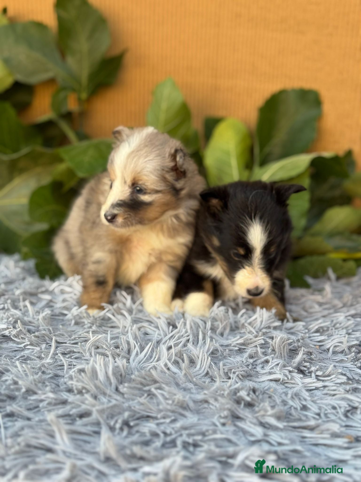 Perro Pastor de las Shetland perros SHELTIE HEMBRITAS  - Anuncio 7