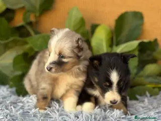 Perro Pastor de las Shetland perros SHELTIE HEMBRITAS - Anuncio 1