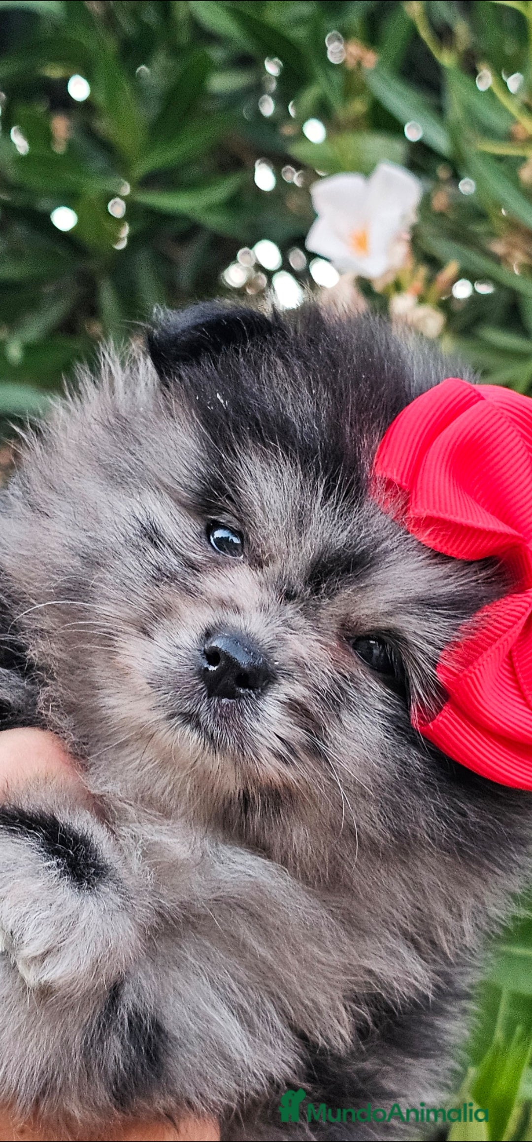 Pomerania perros en venta: Bebés Pomerania exoticos - Imagen 7