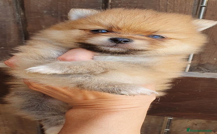 Pomerania perros - Anuncio 1
