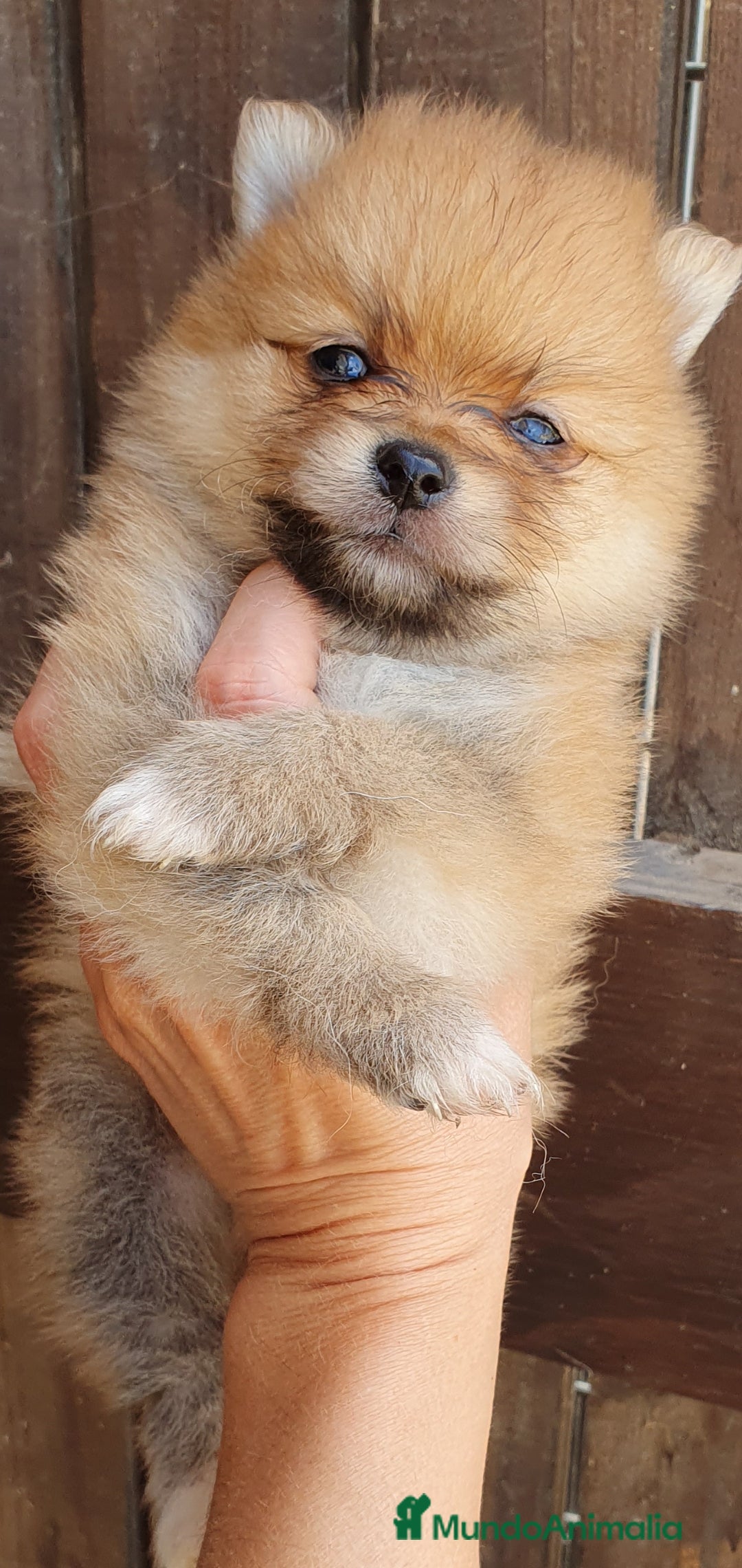 Pomerania perros en venta: Pomerania calidad TOP machito GRAN BELLEZA - Imagen 1