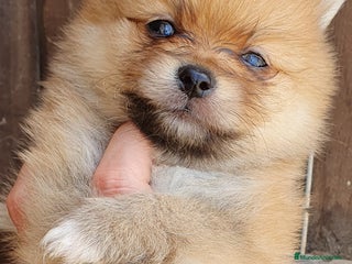 Pomerania perros - Anuncio 18