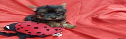 Yorkshire Terrier perros en venta: YORKSHIRES TOYS MACHOS EXCLUSIVOS - Anuncio 3