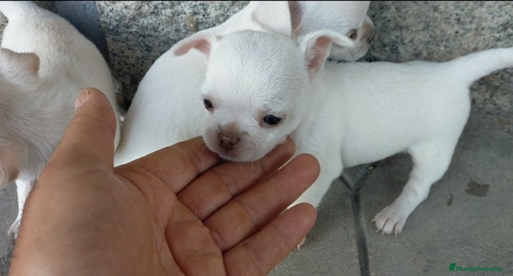 Chihuahua perros Chihuahuas cabeza de manzana 🍏 - Anuncio 2