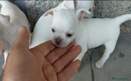 Chihuahua perros en venta: Chihuahuas cabeza de manzana 🍏 - Imagen 2