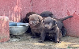 Labrador Retriever perros en venta: VENDO CAMADA DE LABRADORES CHOCOLATES en Madrid - Imagen 2