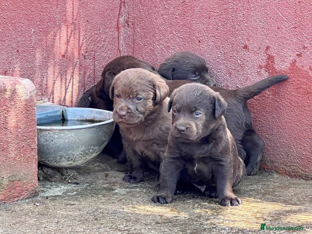 Labrador Retriever perros en venta: VENDO CAMADA DE LABRADORES CHOCOLATES en Madrid - Imagen 2