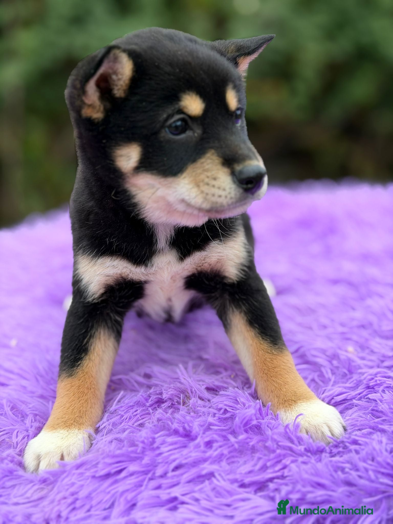 Shiba Inu perros Shiba inu negra - Anuncio 2