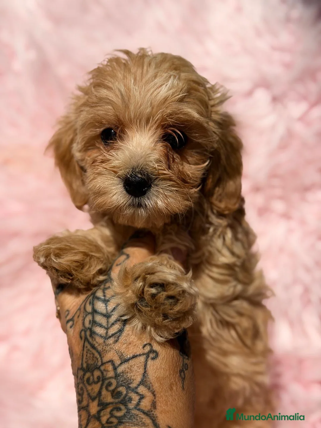 Maltipoo perros en venta: Preciosa maltipoo - Anuncio 2
