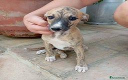 Whippet perros en venta: Whippet - Imagen 6