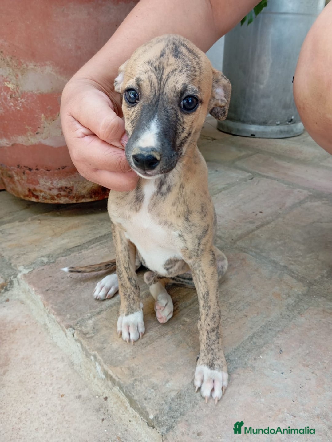 Whippet perros en venta: Whippet - Imagen 6