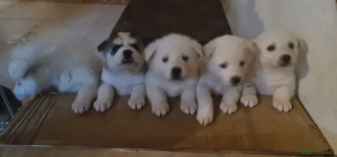 Husky Siberiano perros en venta: Cachorros preciosos husky siberiano - Anuncio 2