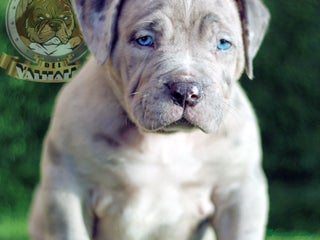 American Bully perros - Anuncio 5