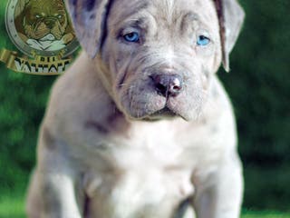 American Bully perros AMERICAN BULLY XL/XXL 622 41 47 93 - Anuncio 35