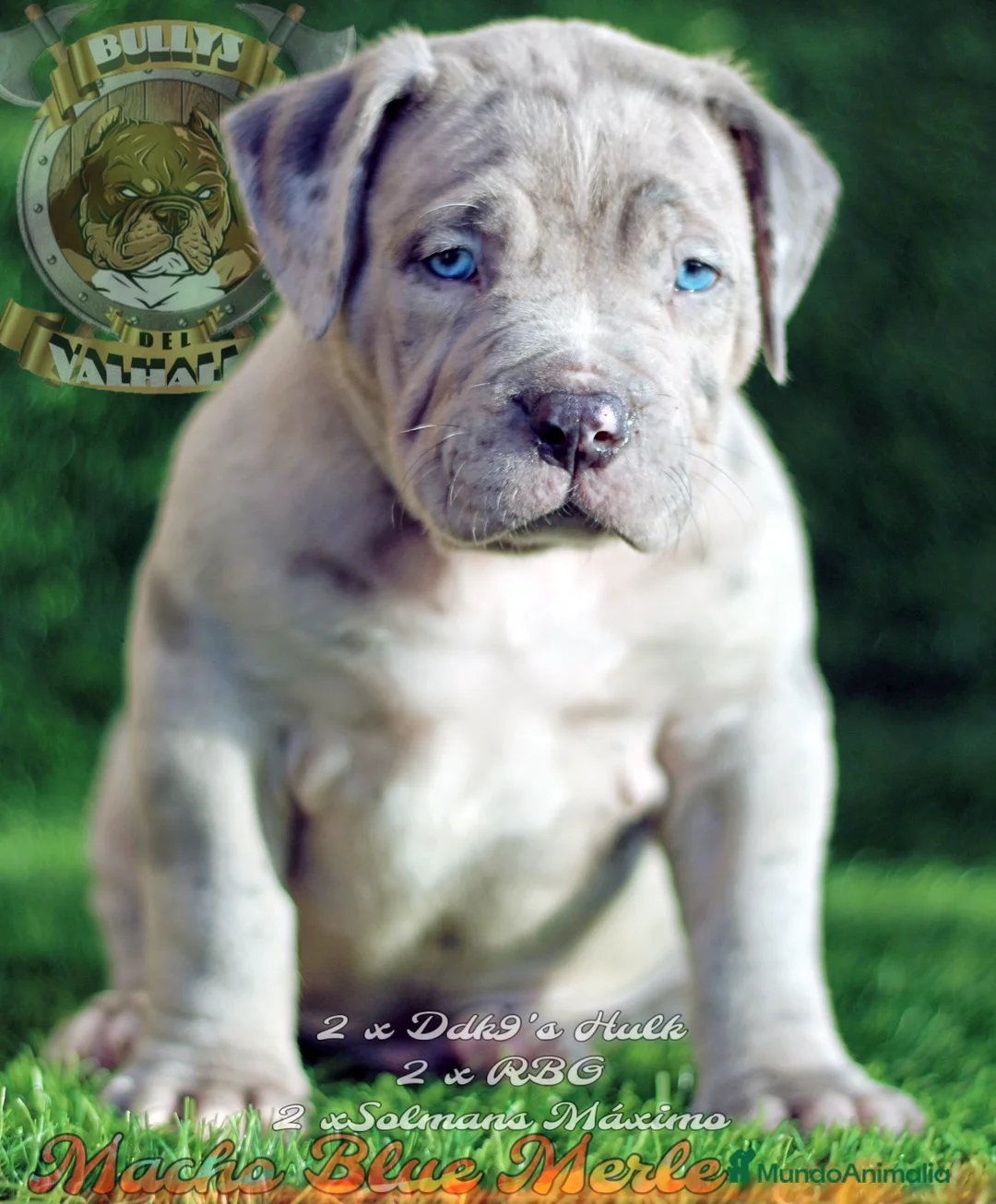 American Bully perros en venta: AMERICAN BULLY XL/XXL  622 41 47 93 - Anuncio 1