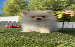 Pomerania perros en venta: POMERANIA MACHO - Imagen 9
