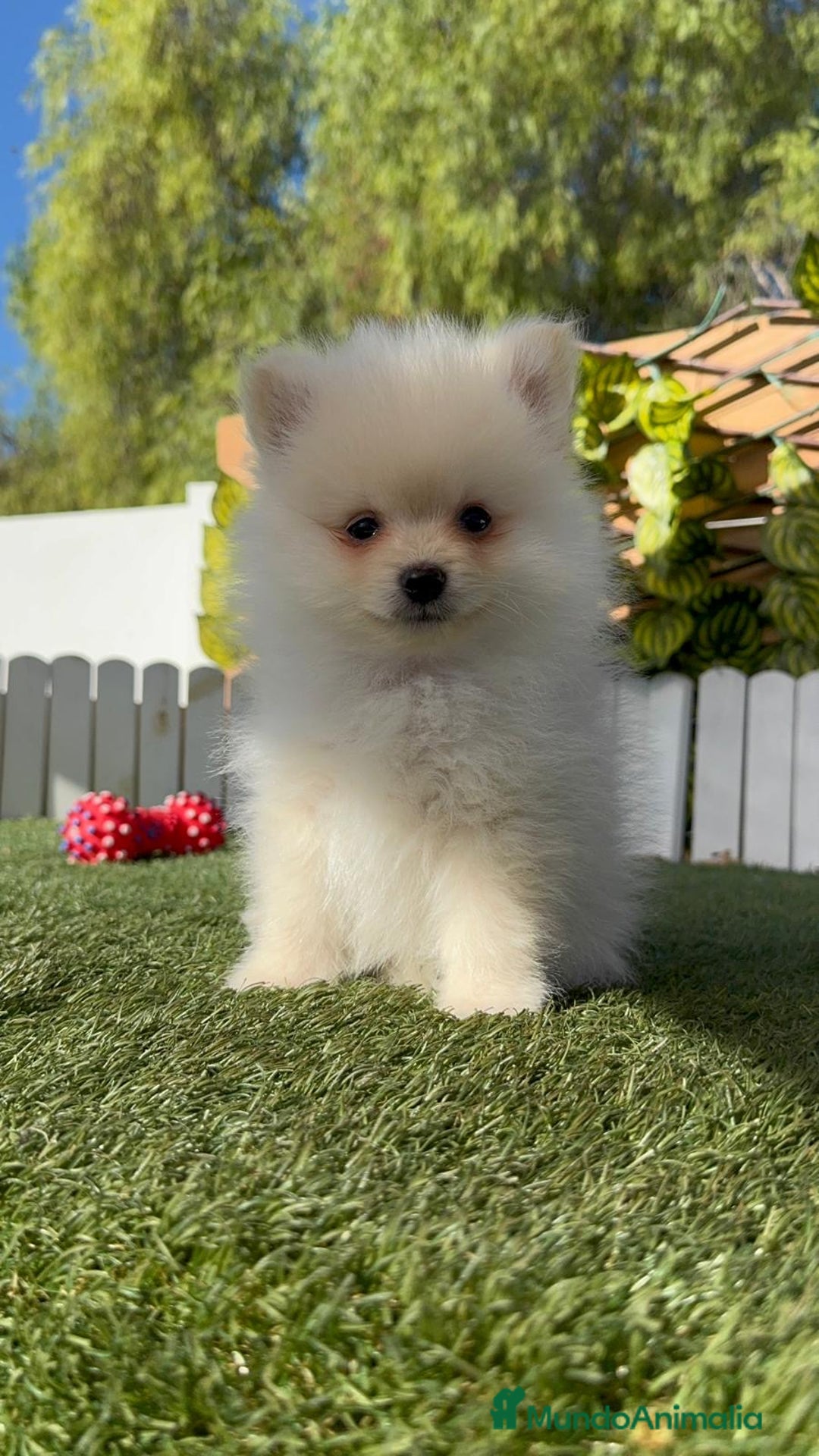 Pomerania perros en venta: POMERANIA MACHO - Imagen 9