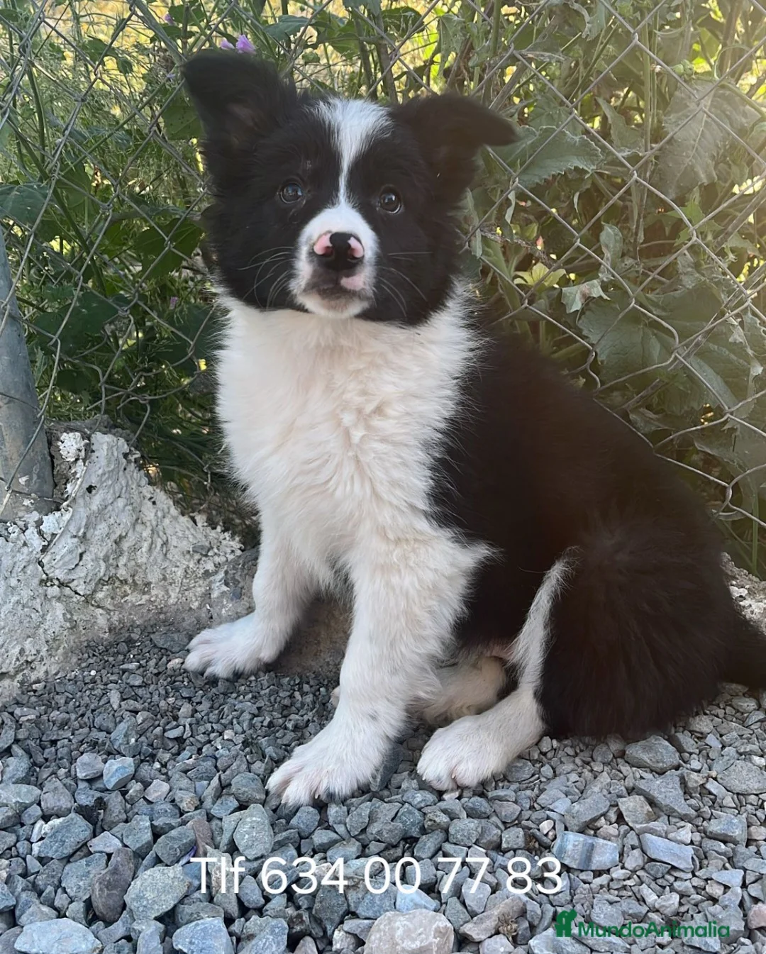 Border Collie perros en venta: Excelentes cachorros border collie  - Anuncio 1