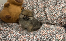 Pomerania perros en venta: Lulu pomerania mini toy - Imagen 2