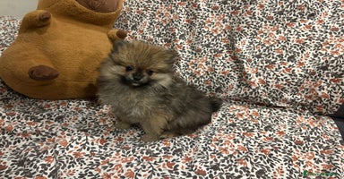 Pomerania perros - Anuncio 7
