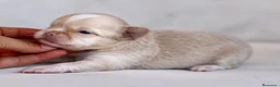 Chihuahua perros en venta: PRECIOSO MACHITO CREMA Y BLANCO DE PELO LARGO  - Anuncio 2