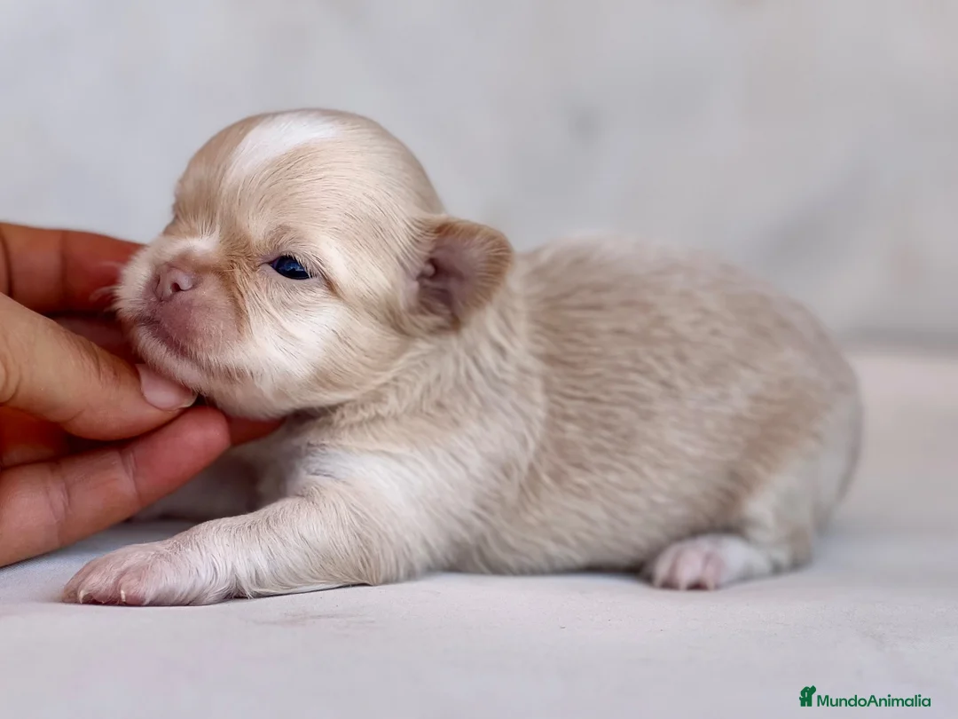 Chihuahua perros en venta: PRECIOSO MACHITO CREMA Y BLANCO DE PELO LARGO  - Anuncio 2