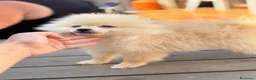 Pomerania perros en venta: Preciosos pomeranias🐻 - Anuncio 3