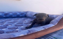 Whippet perros en venta: Whippet blue  - Imagen 37