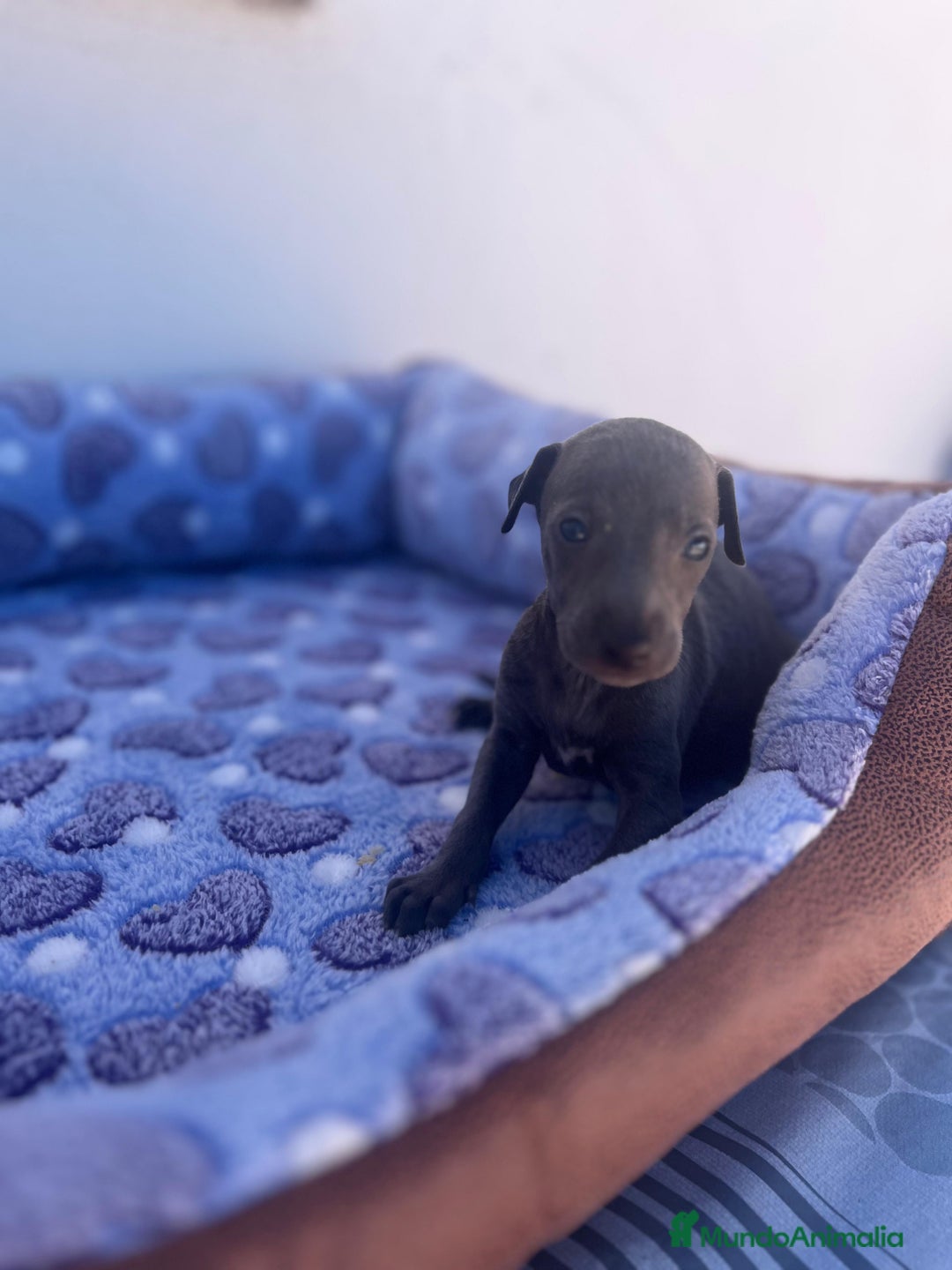 Whippet perros en venta: Whippet blue  - Imagen 37