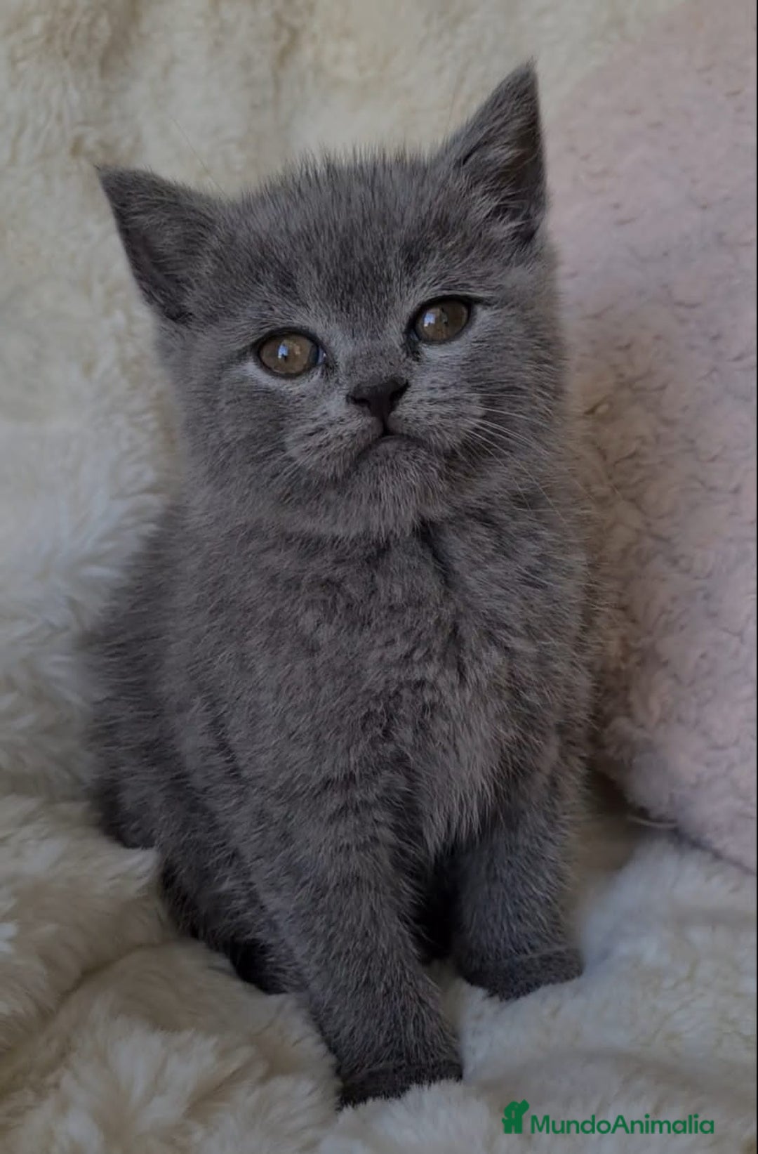 Británico de Pelo Corto Azul gatos en venta: Brithis hembra color Blue pelo corto  - Anuncio 1