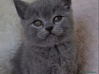 Británico de Pelo Corto Azul gatos Brithis hembra color Blue pelo corto - Anuncio 1