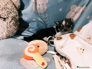 Chihuahua perros chihuahua 7 meses de pelo largo👈👈👈🩷🐾 - Anuncio 3