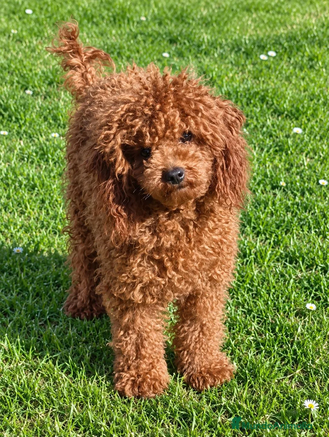 Caniche Toy perros en venta: Caniche toy rojo - Anuncio 1