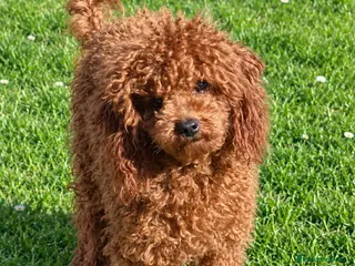 Caniche Toy perros Caniche toy rojo - Anuncio 12
