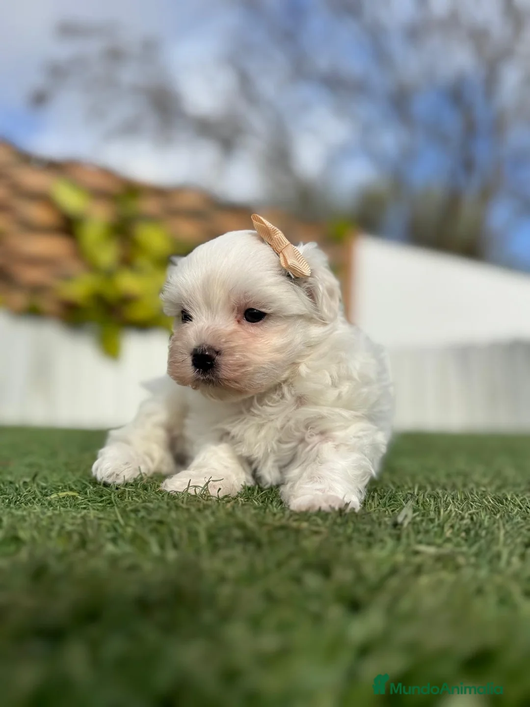 Bichón Maltés perros en venta: BICHÓN MALTÉS MACHO - Anuncio 12