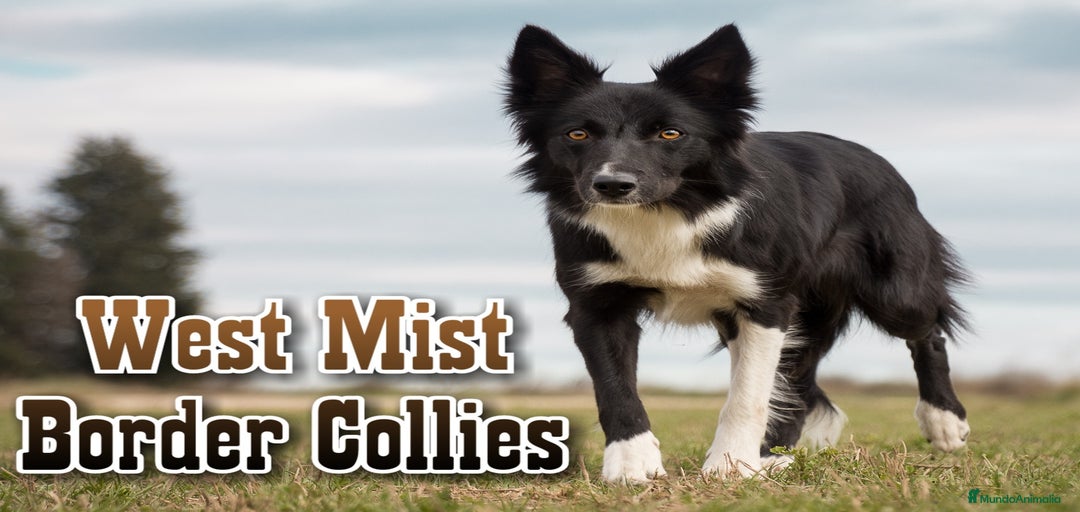 Imagen de galería {{count}}