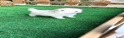 Pomerania perros en venta: Pomeranias lulu Toy ositos peluditos Blancos  - Anuncio 6