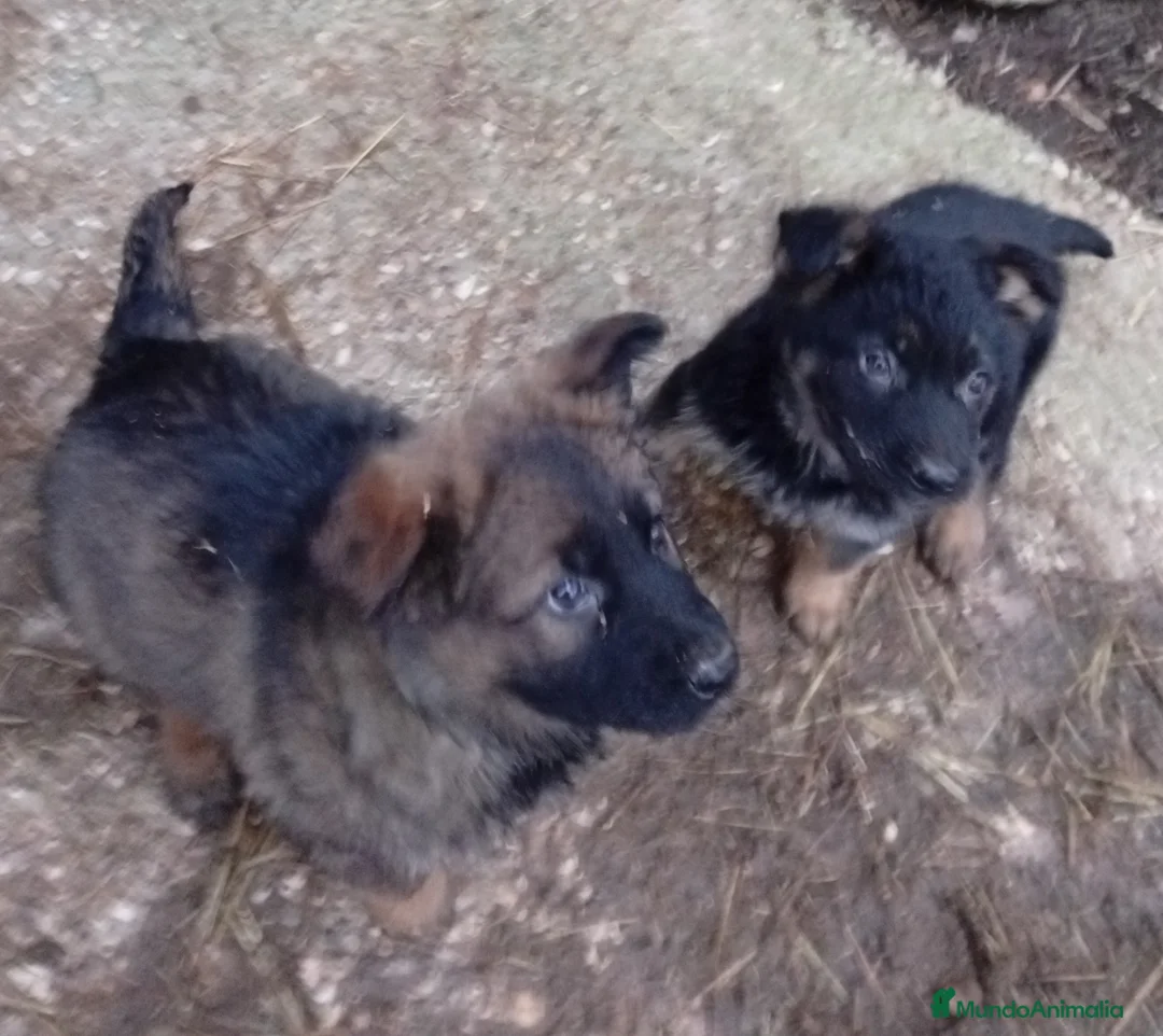Pastor Alemán perros en venta: Pastores alemanes de trabajo  - Anuncio 2