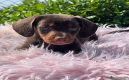 Teckel Miniatura perros en venta: Teckel chocolate - Imagen 2