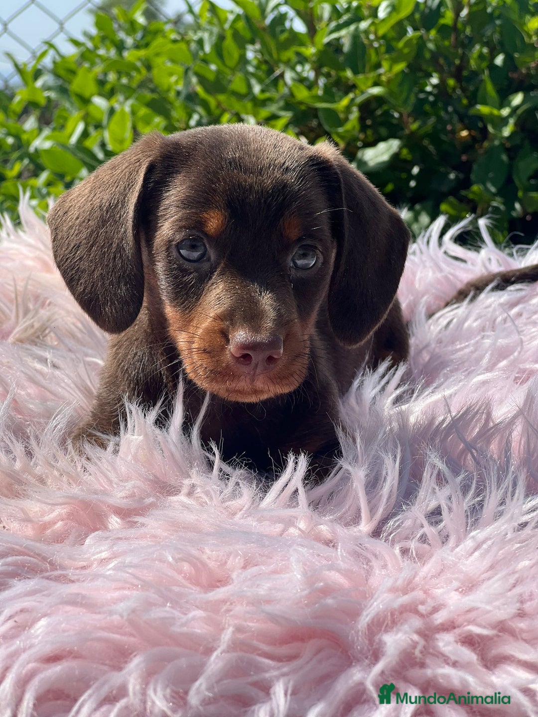 Teckel Miniatura perros en venta: Teckel chocolate - Imagen 2