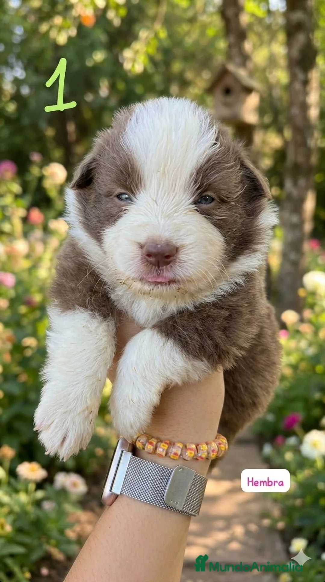Border Collie perros en venta: Border Collie Hembra y machos - Anuncio 2