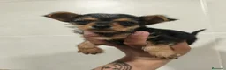 Raza Mixta perros en venta: Chorkie Hembra en Valladolid - Anuncio 2